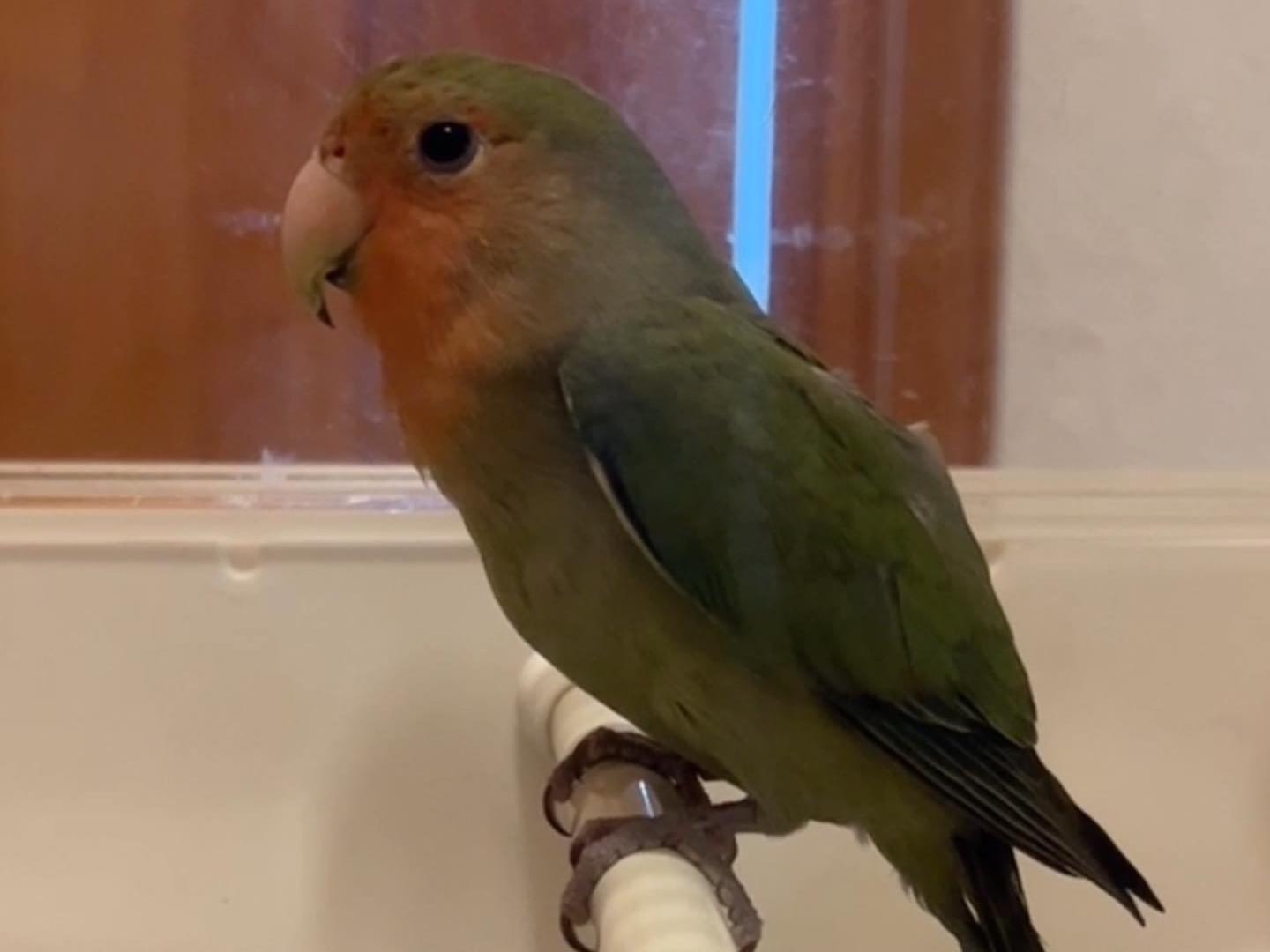 保護された鳥 保護された鳥