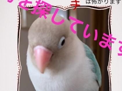 ラピュちゃん ラピュちゃん