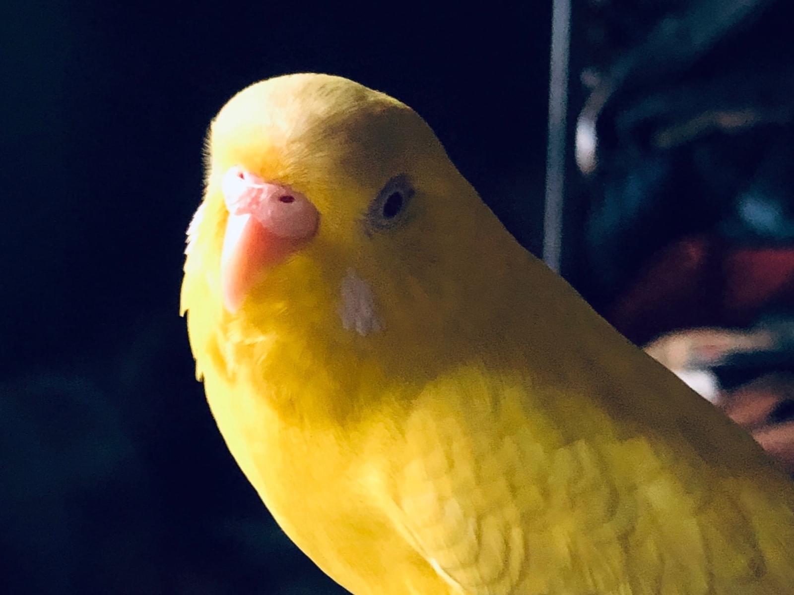 ズマちゃん ズマちゃん