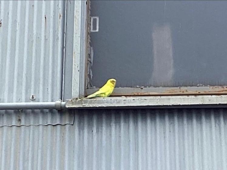 目撃された鳥 目撃された鳥