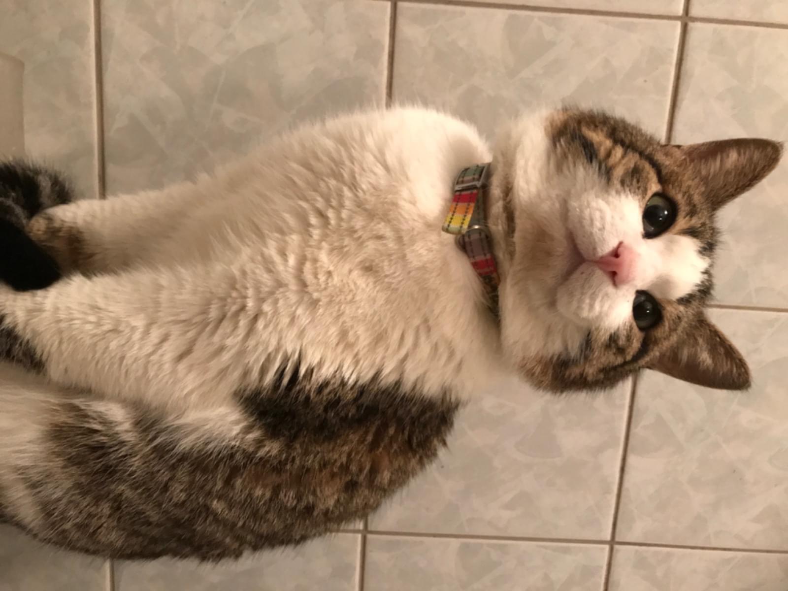 さくらちゃん さくらちゃん