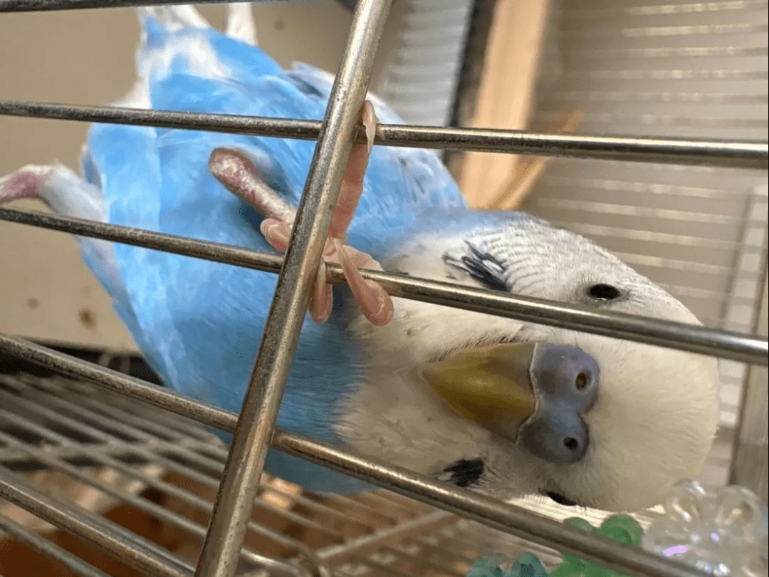 保護された鳥 保護された鳥