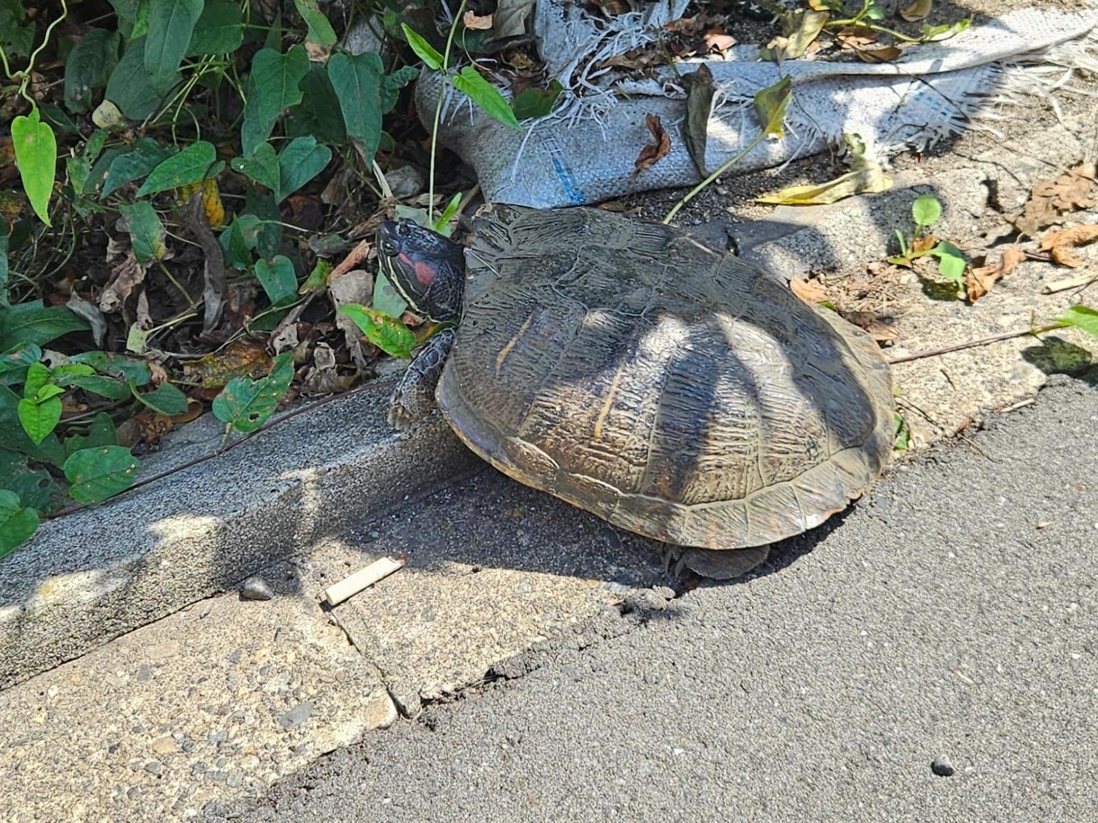 目撃されたペット