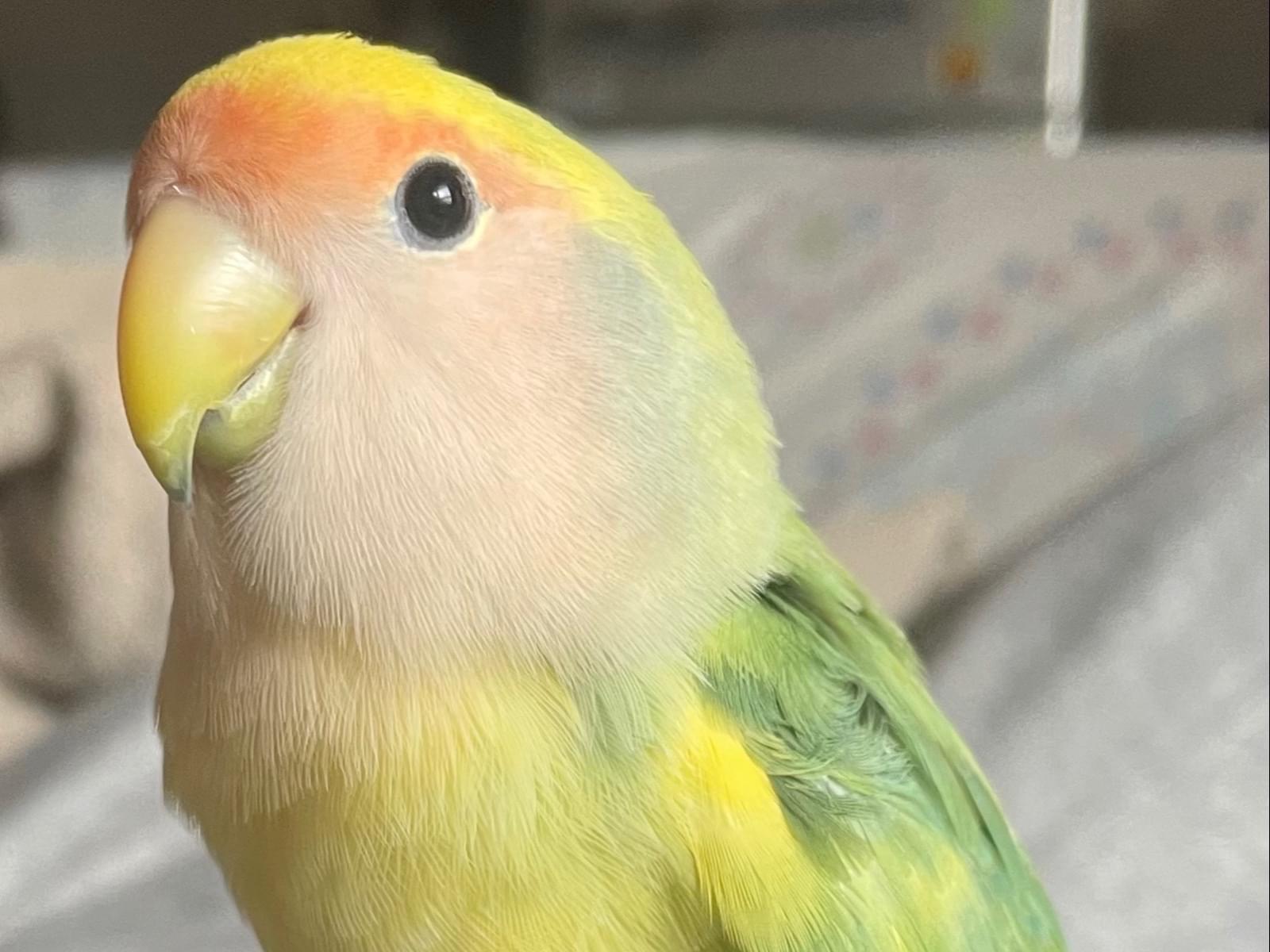 ワサビちゃん ワサビちゃん
