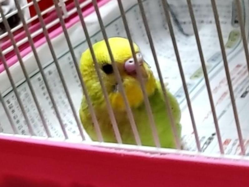 保護された鳥 保護された鳥