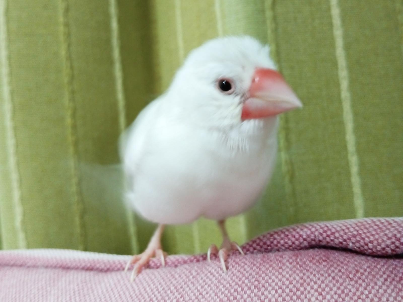 ぶんちゃん ぶんちゃん