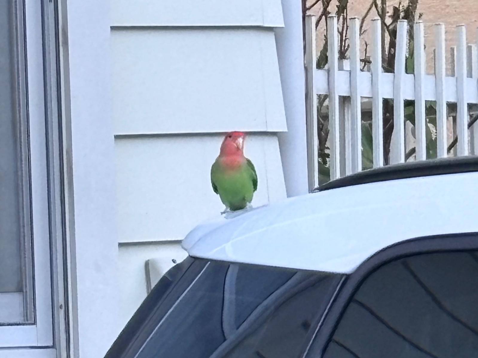 目撃された鳥 目撃された鳥