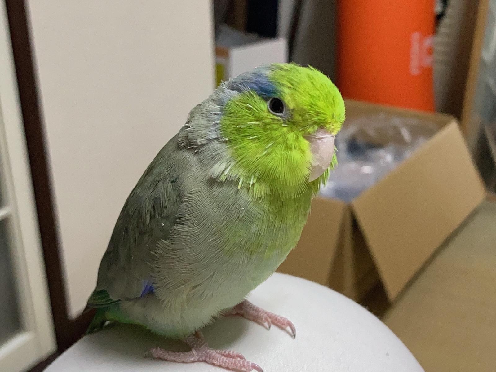 ルリちゃん ルリちゃん