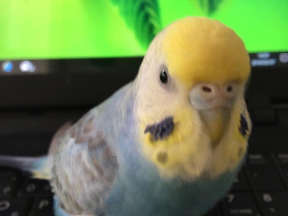 ジロちゃん ジロちゃん