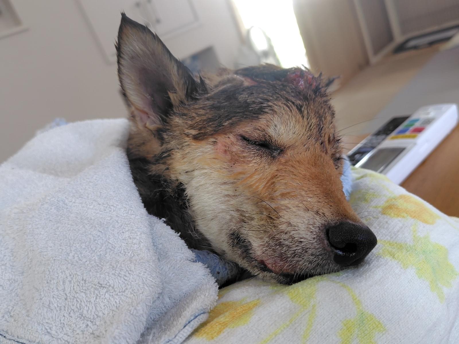 保護された犬