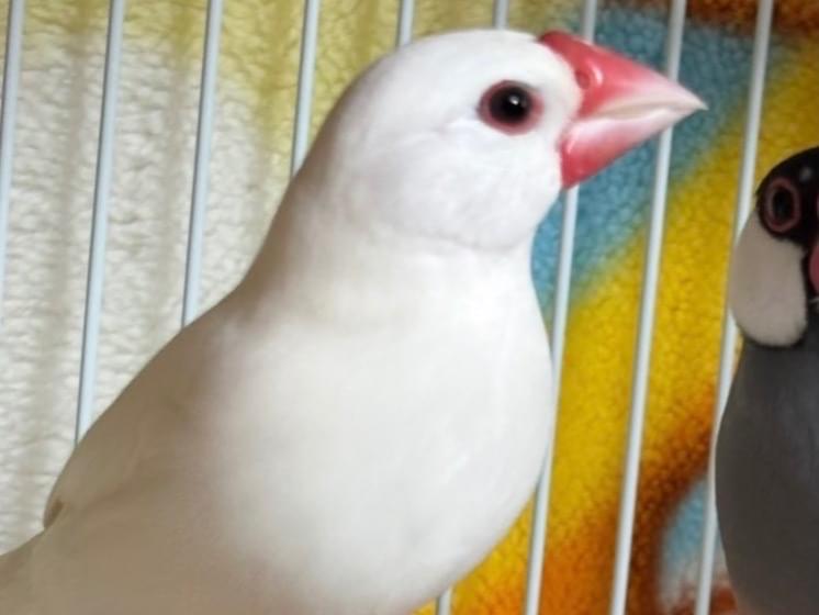 ぶんちゃん ぶんちゃん