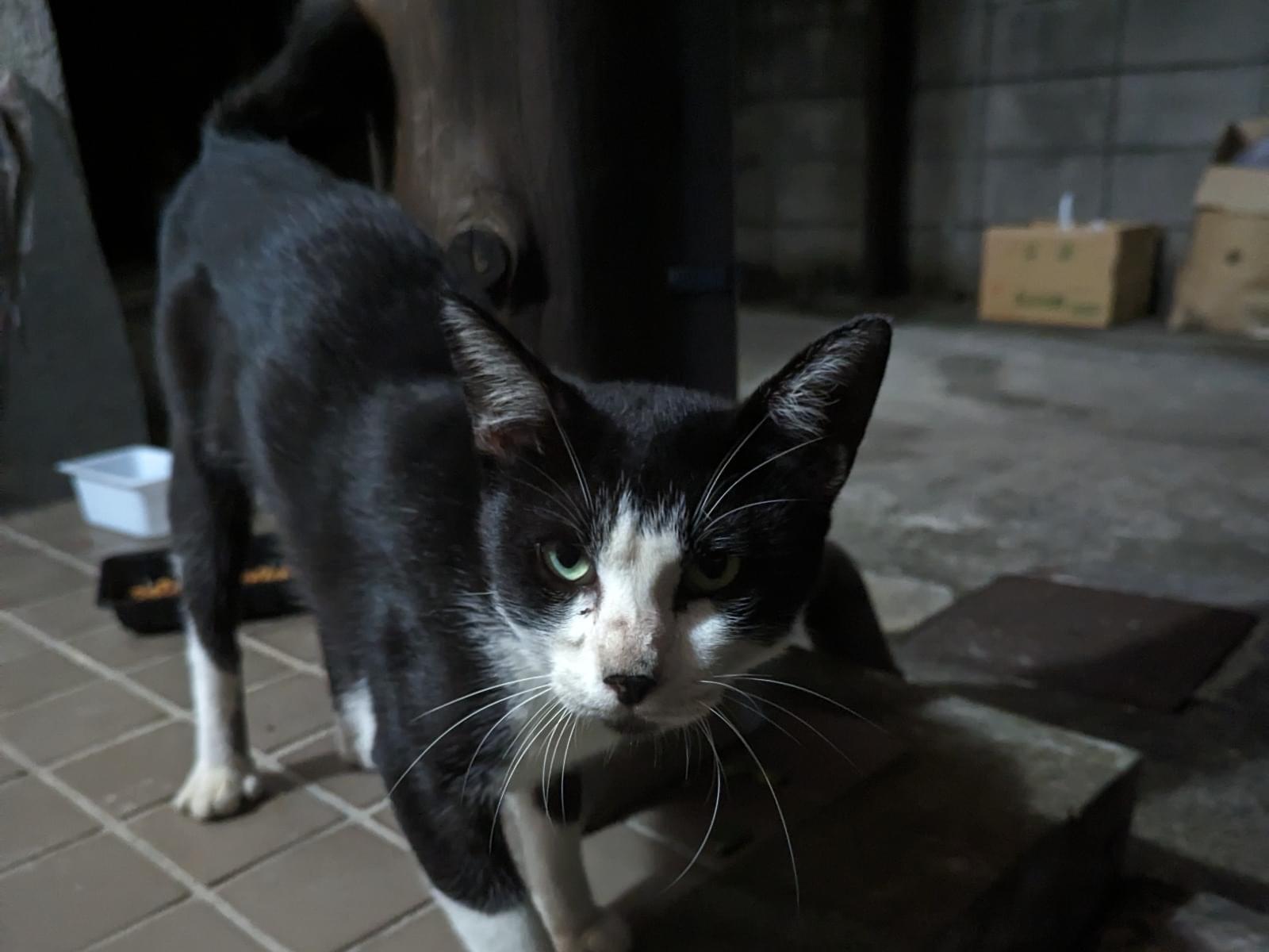 保護された猫 保護された猫