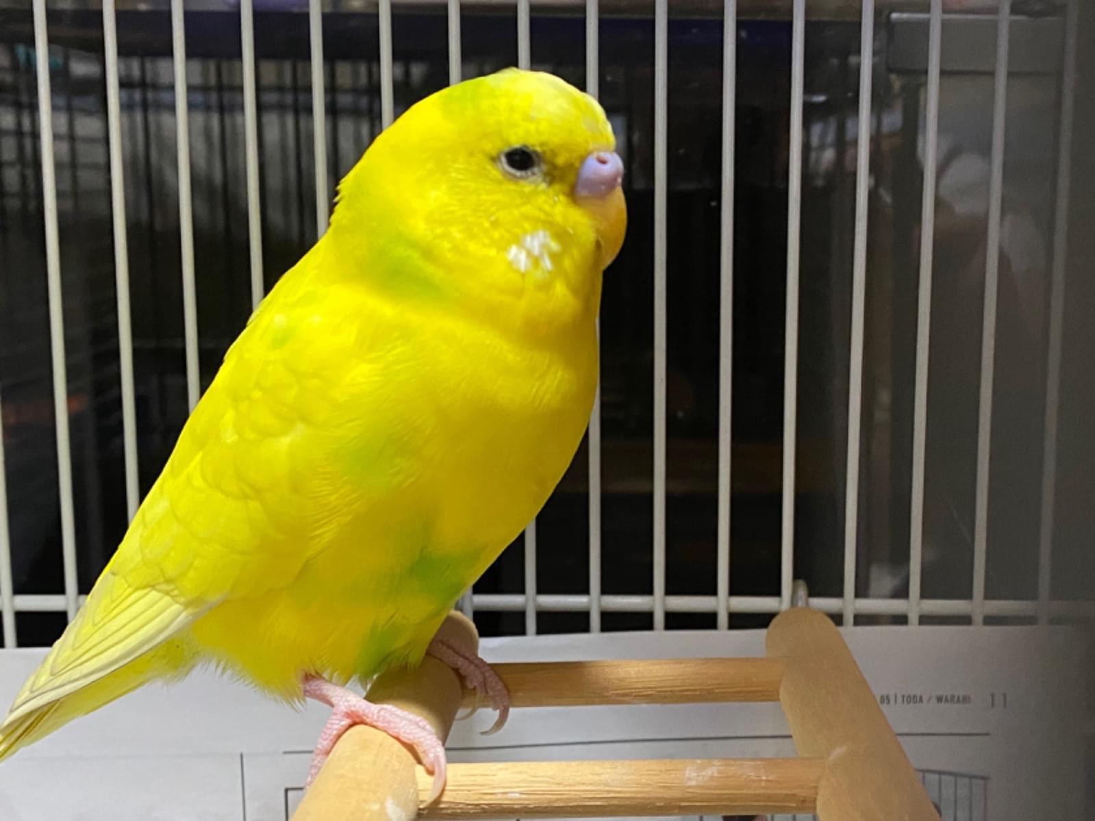 保護された鳥 保護された鳥