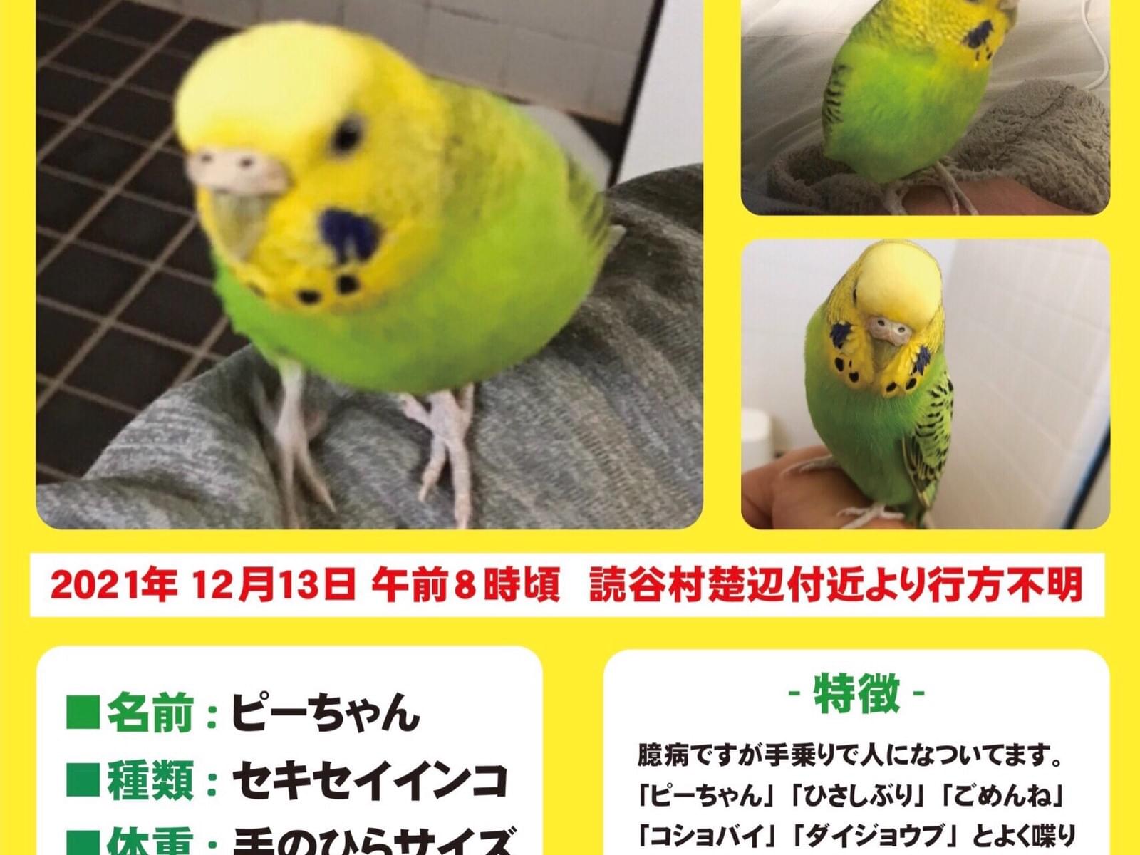 ピーちゃん ピーちゃん