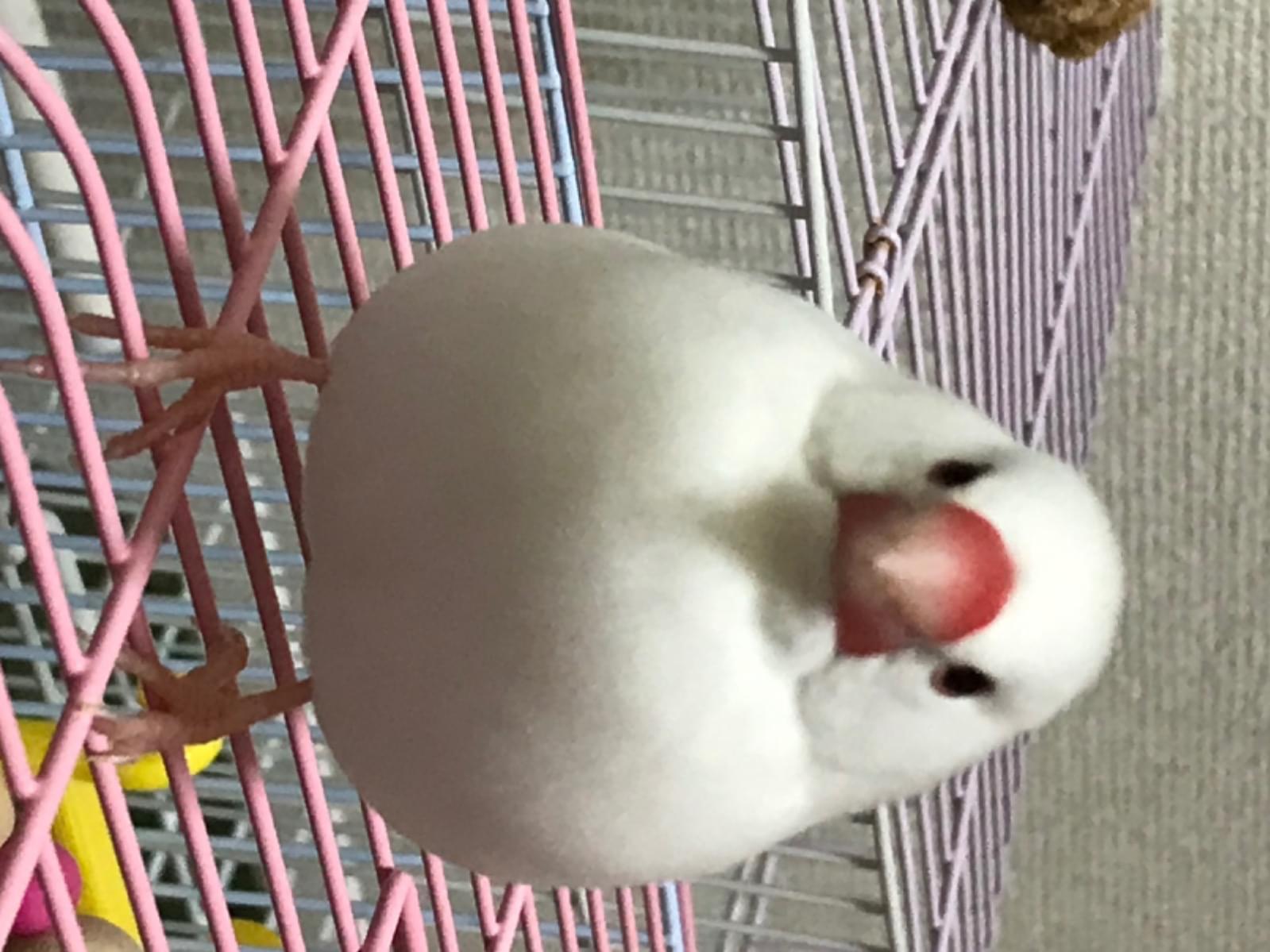 もっちちゃん もっちちゃん