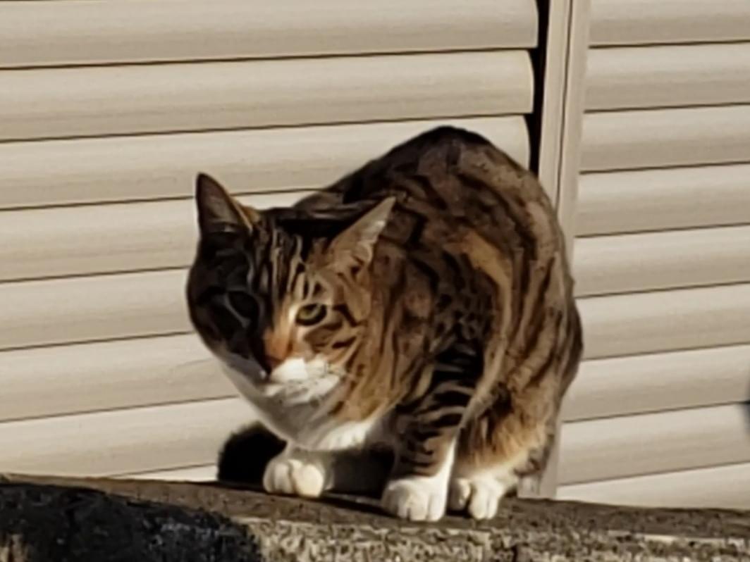 保護された猫 保護された猫