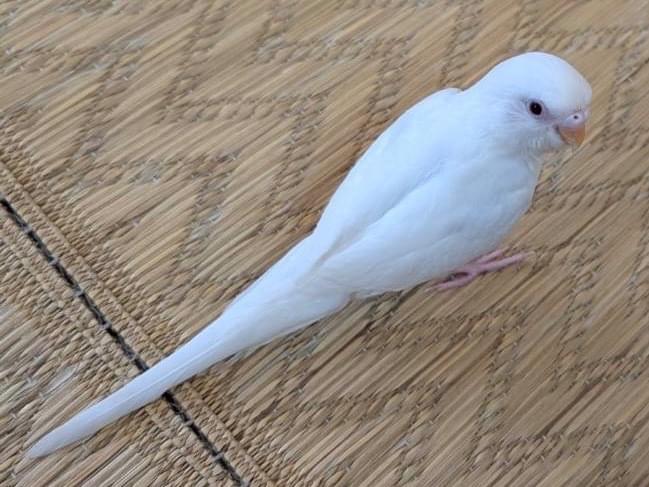 だいちゃん