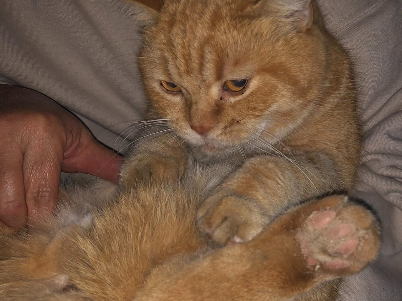 保護された猫 保護された猫