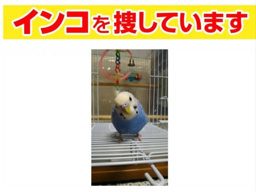 ぴーちゃん ぴーちゃん