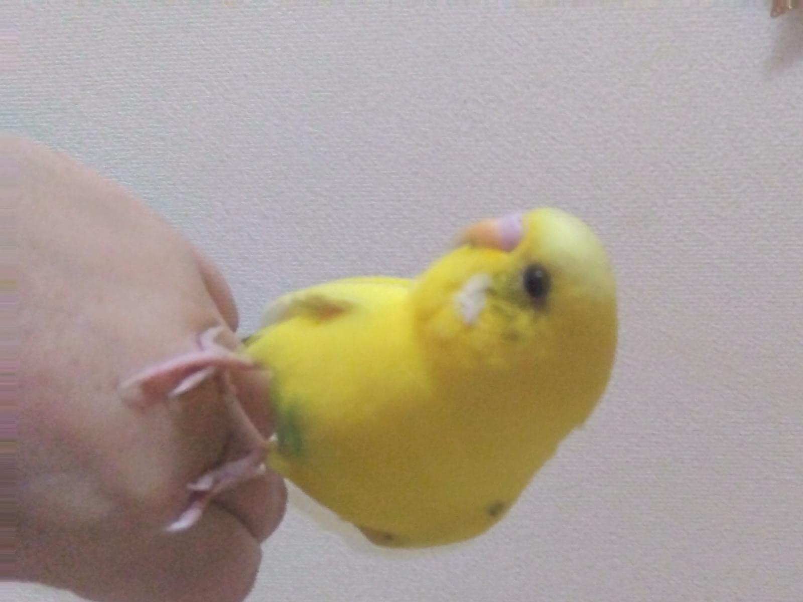 保護された鳥 保護された鳥