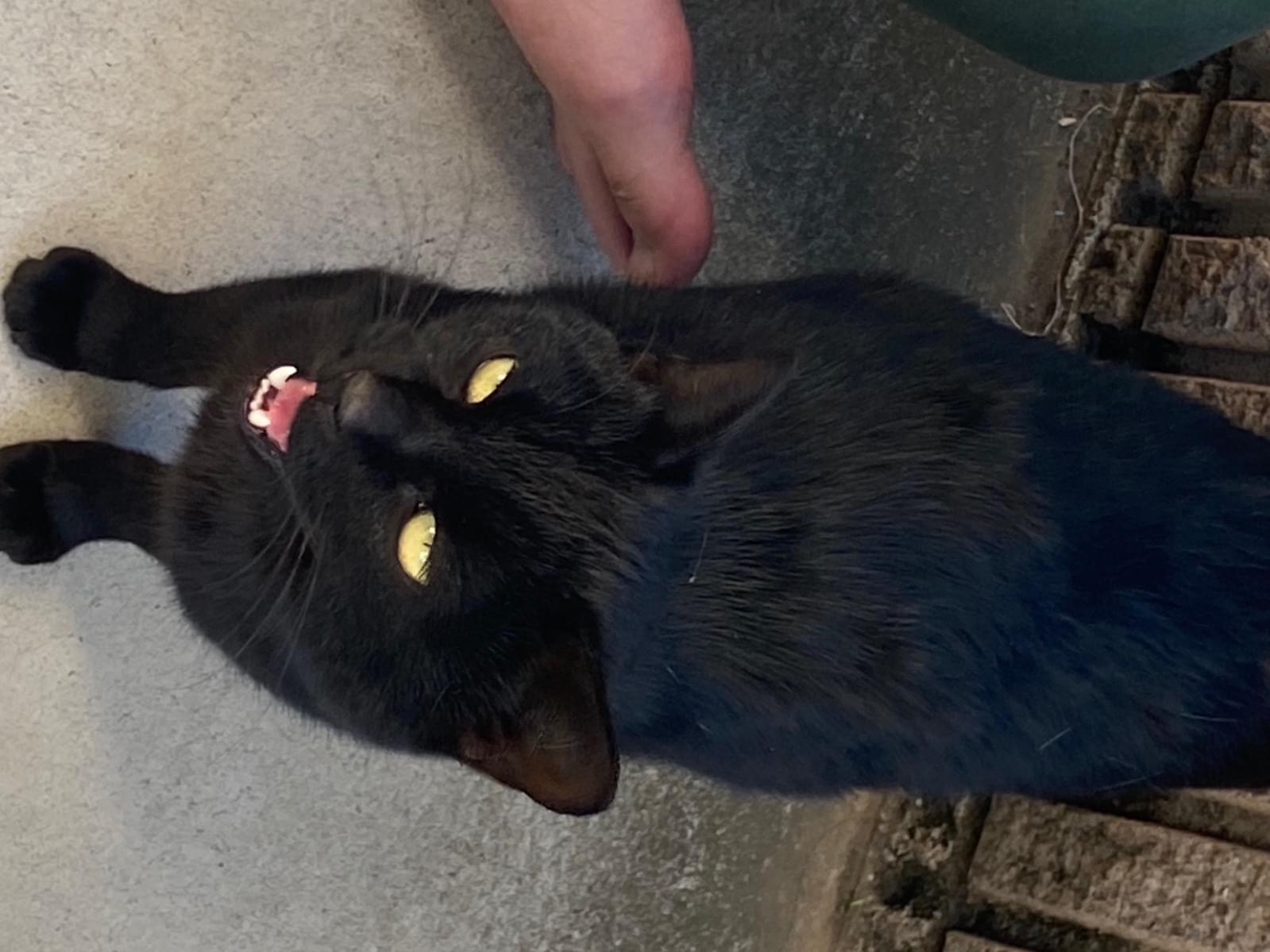 保護された猫 保護された猫