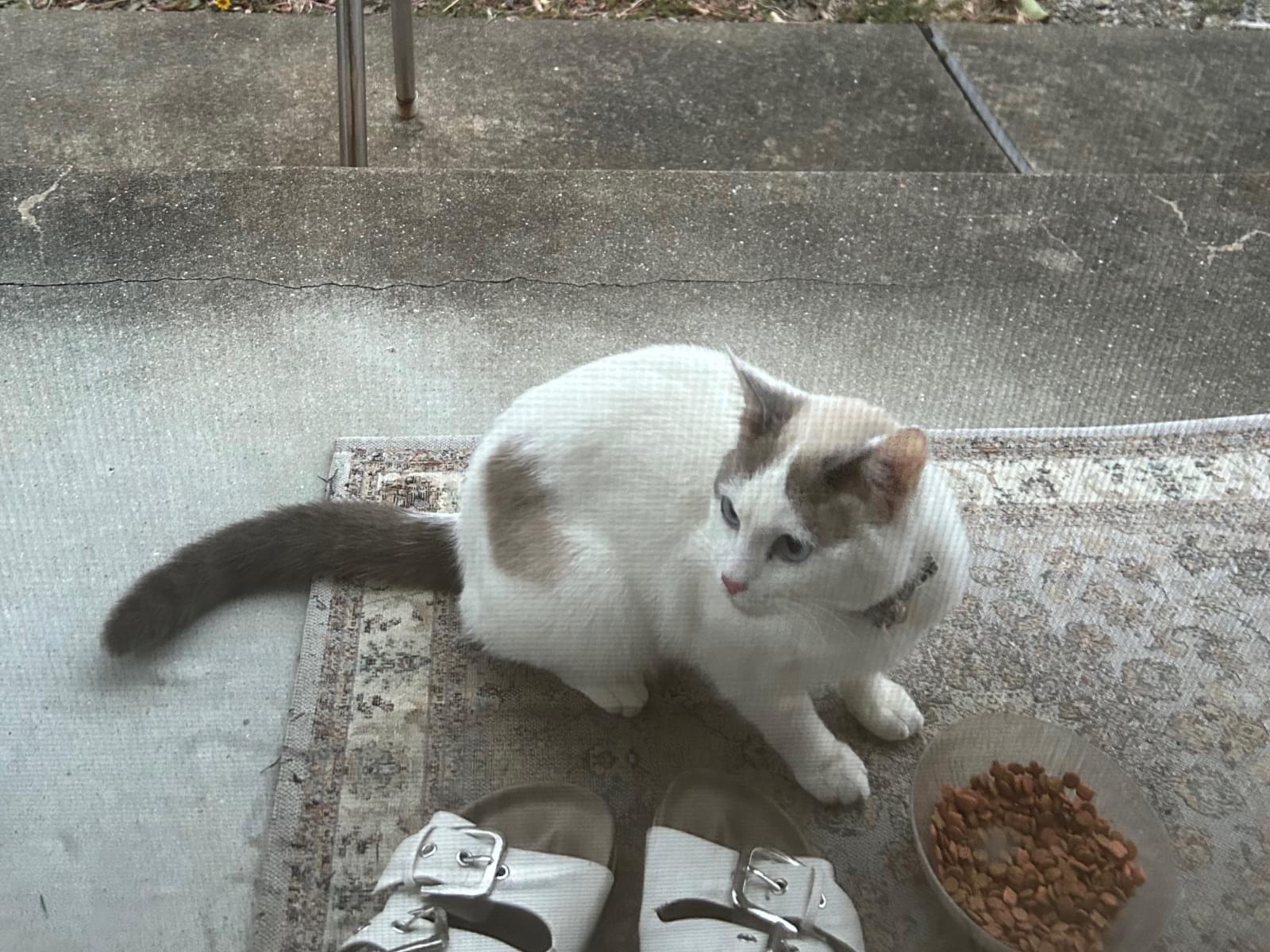 目撃された猫 目撃された猫