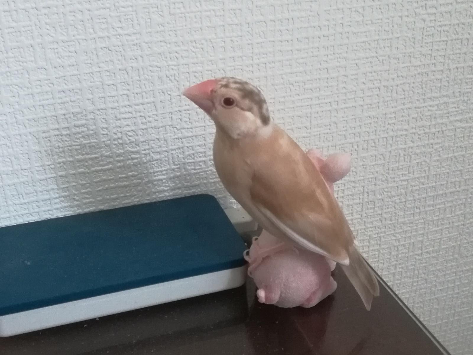 あぷりちゃん あぷりちゃん