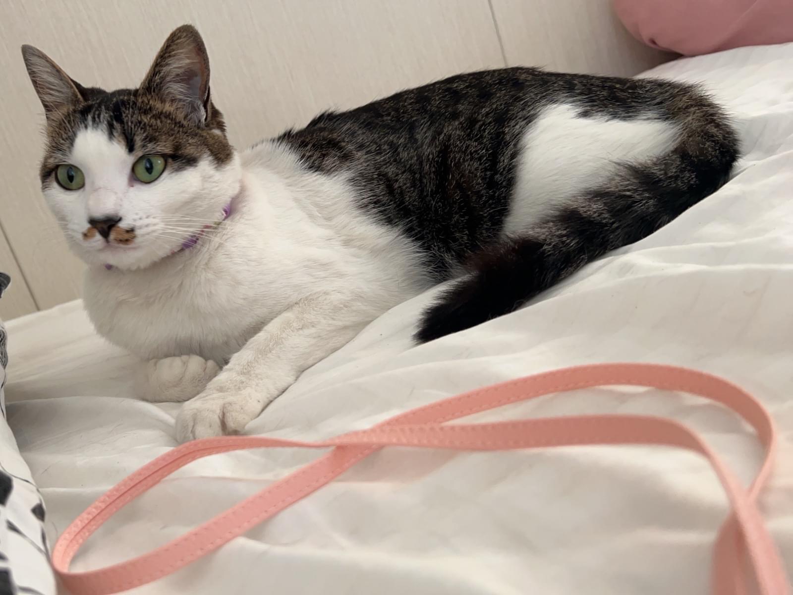 チィーちゃん チィーちゃん