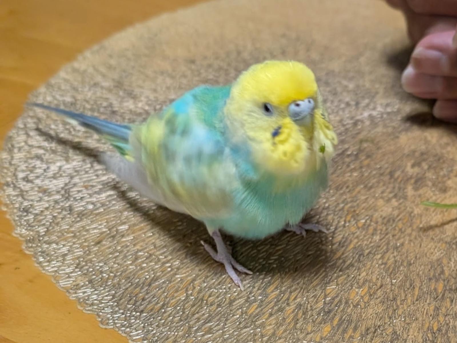 しーちゃん しーちゃん