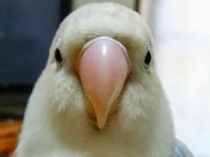 上半身白、下半身水色混じりのボタンインコを探しています