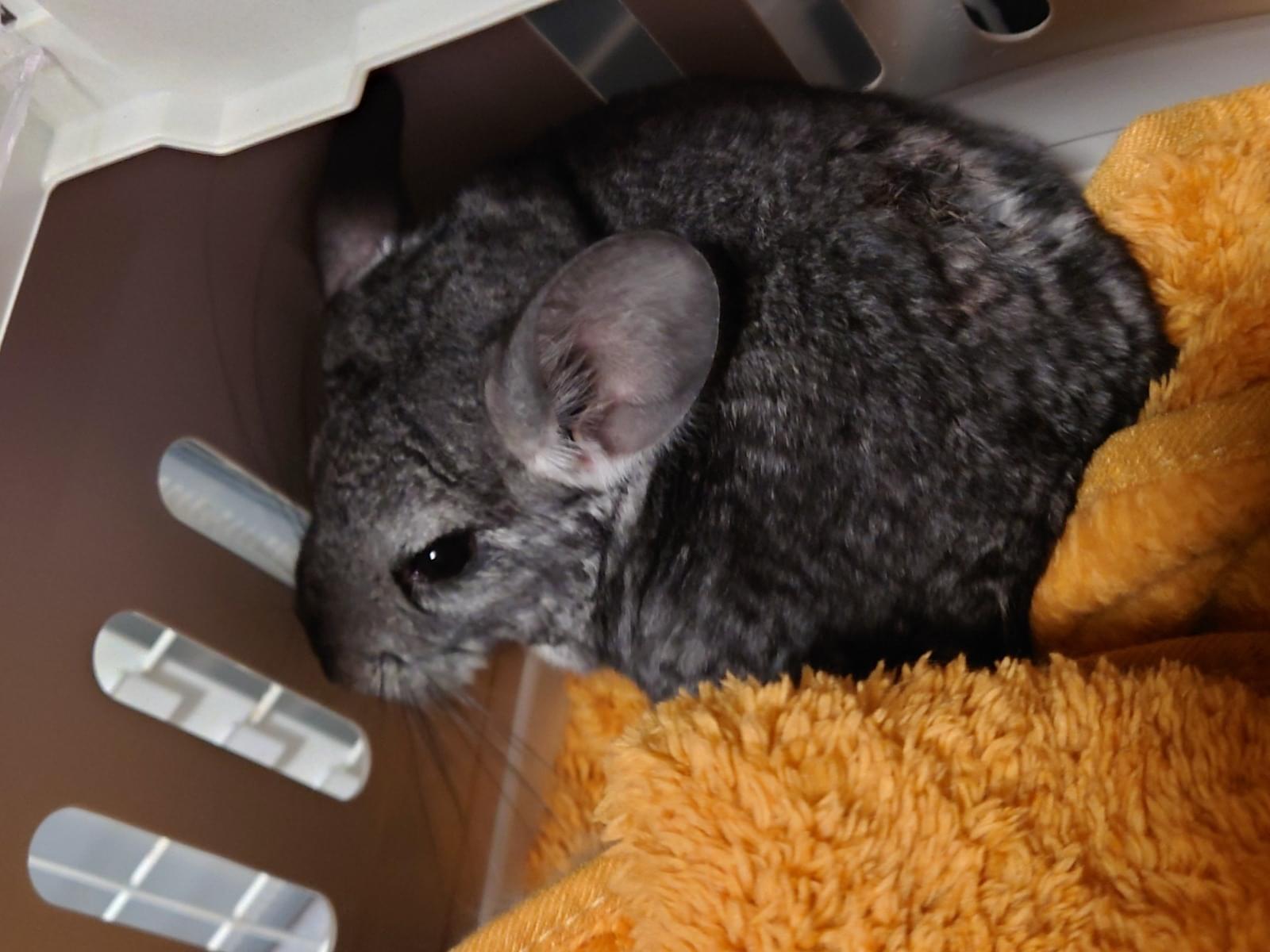 保護されたペット