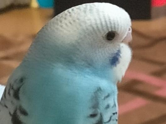 ぴーちゃん ぴーちゃん