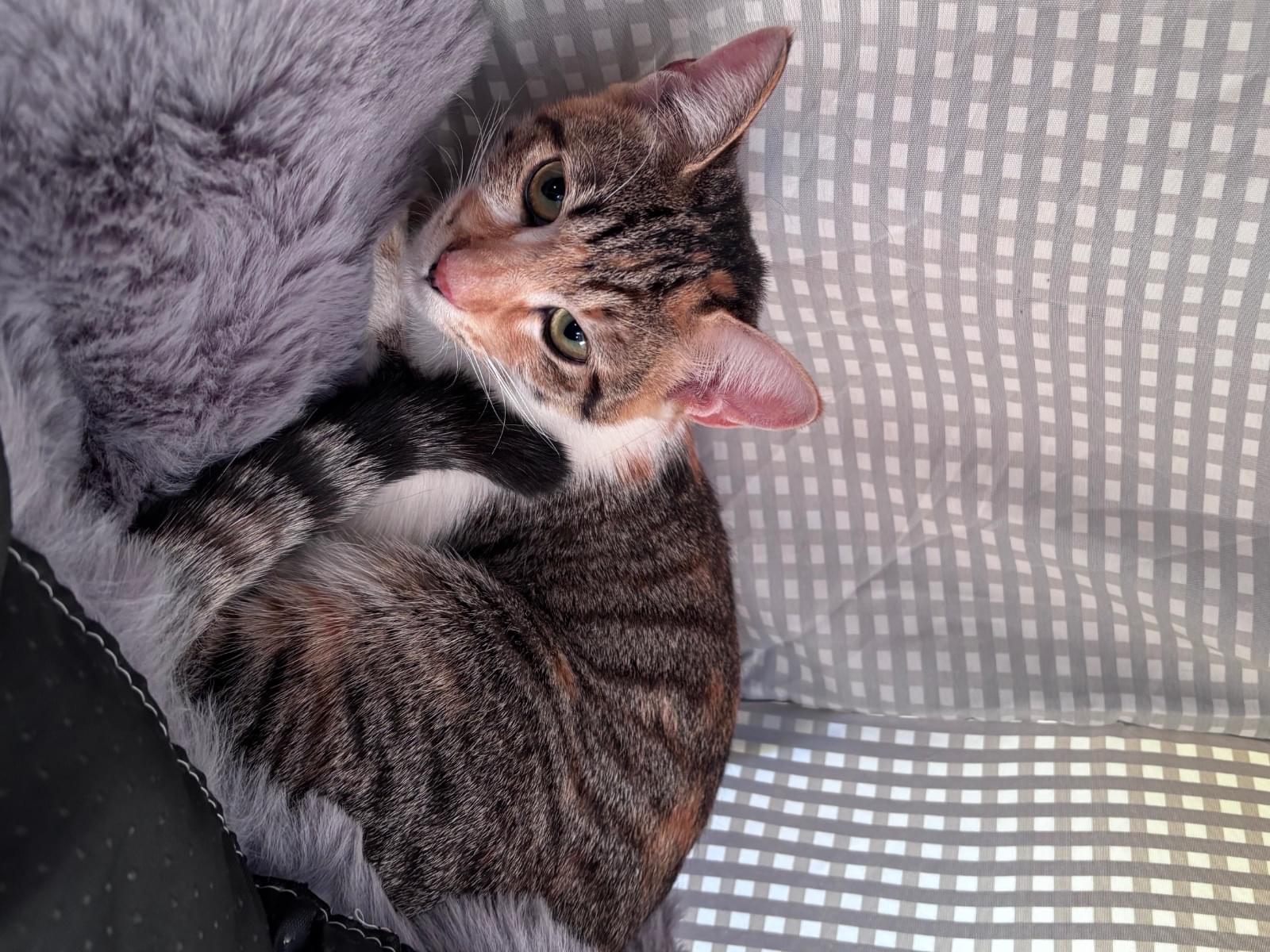 保護された猫 保護された猫