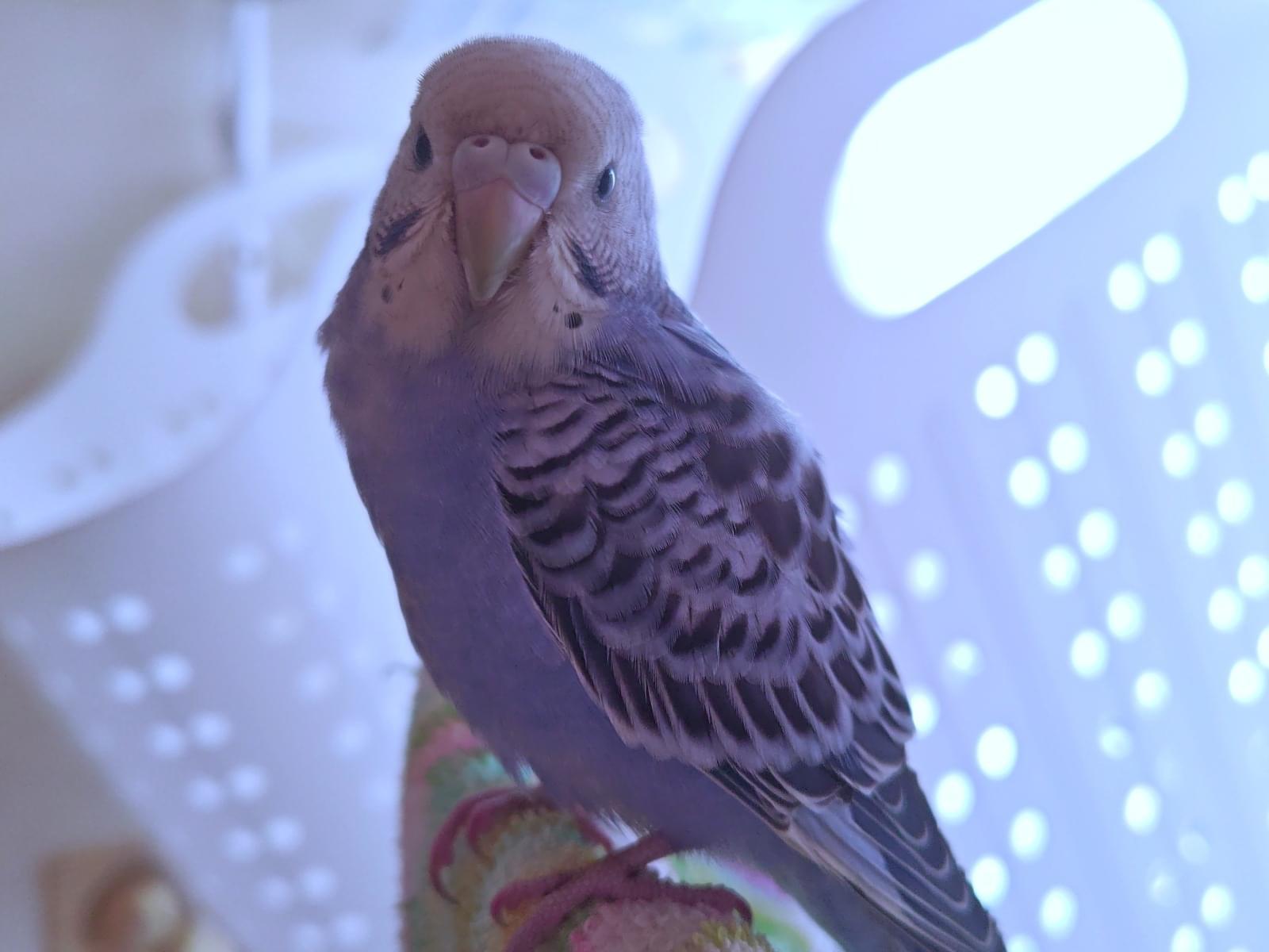 保護された鳥