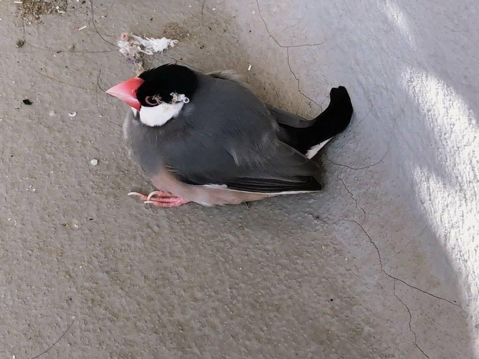 保護された鳥 保護された鳥