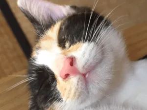 三毛猫~断捨離中~（感謝） 三毛猫夏子が、ヤフーとまいどなニュースに載りました | 猫15匹+