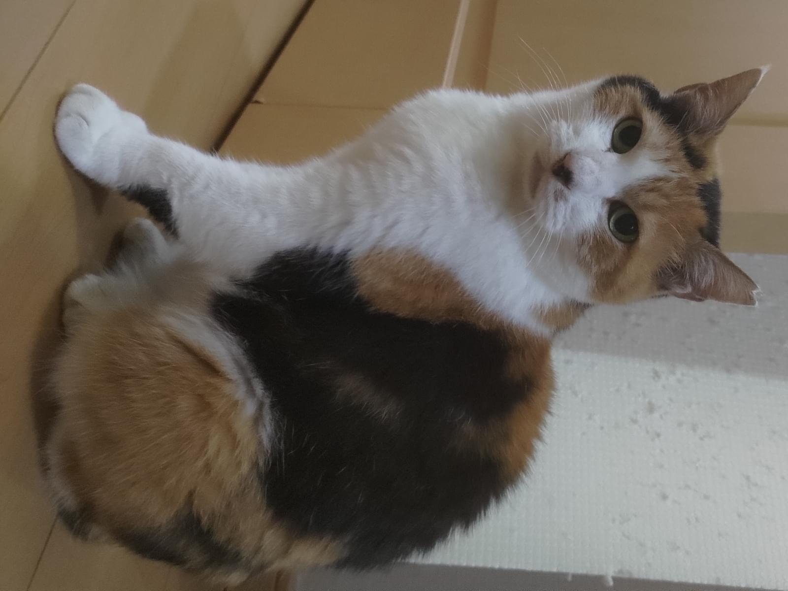 保護された猫 保護された猫