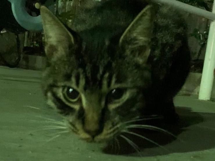 目撃された猫 目撃された猫