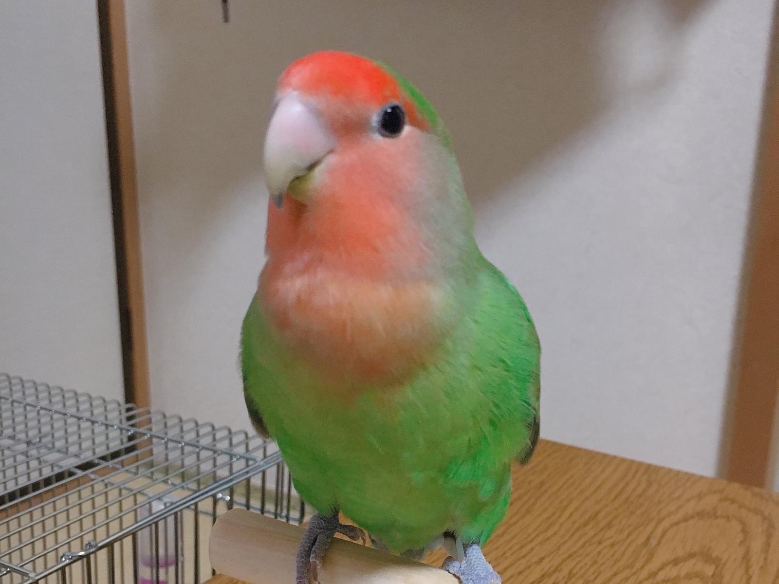 ポポちゃん ポポちゃん
