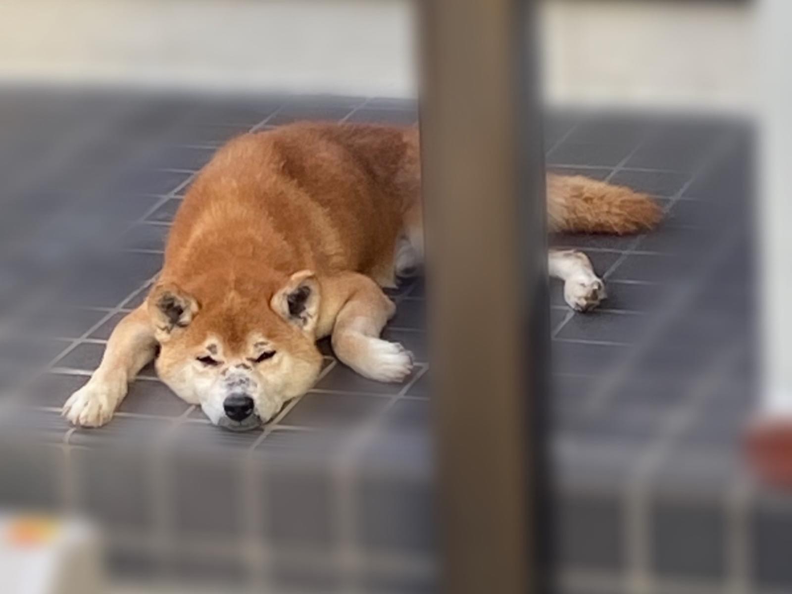 保護された犬 保護された犬