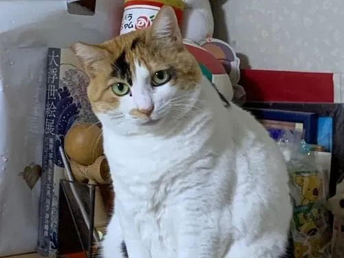 右耳桜カットの三毛猫を探しています