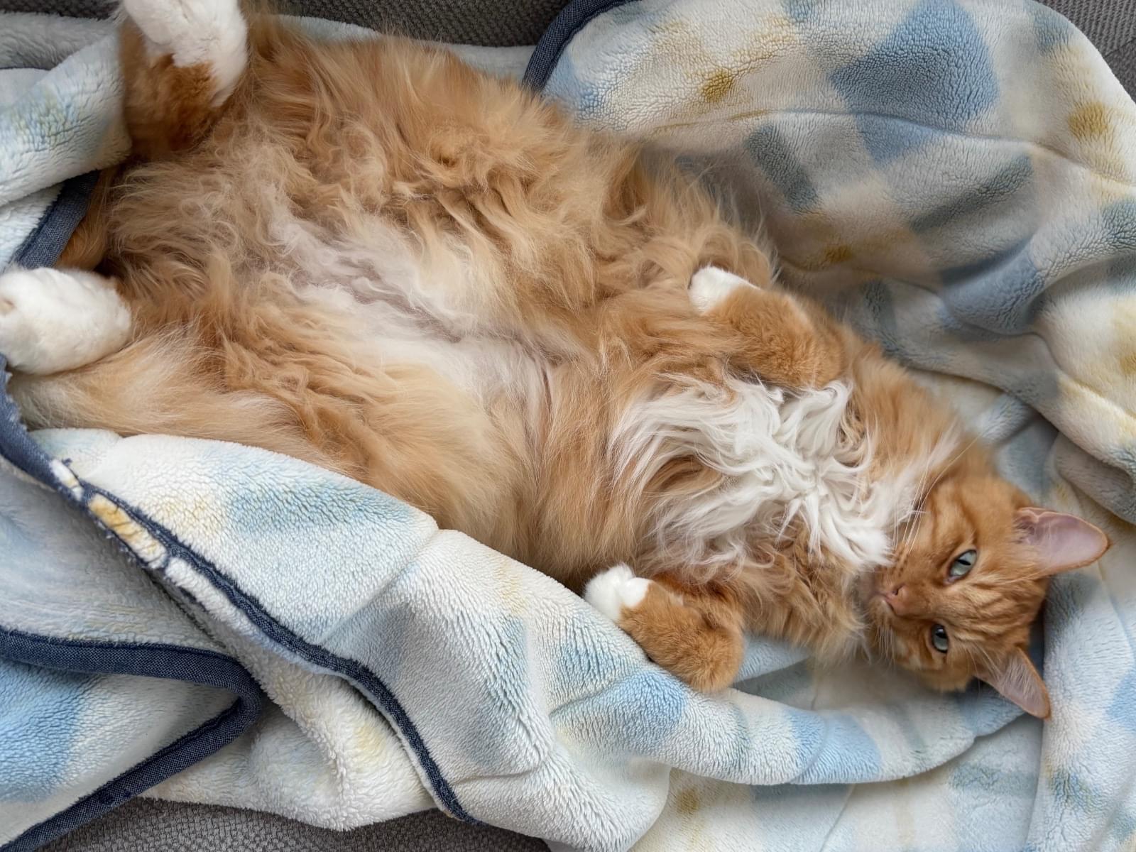 ちゃちゃちゃん