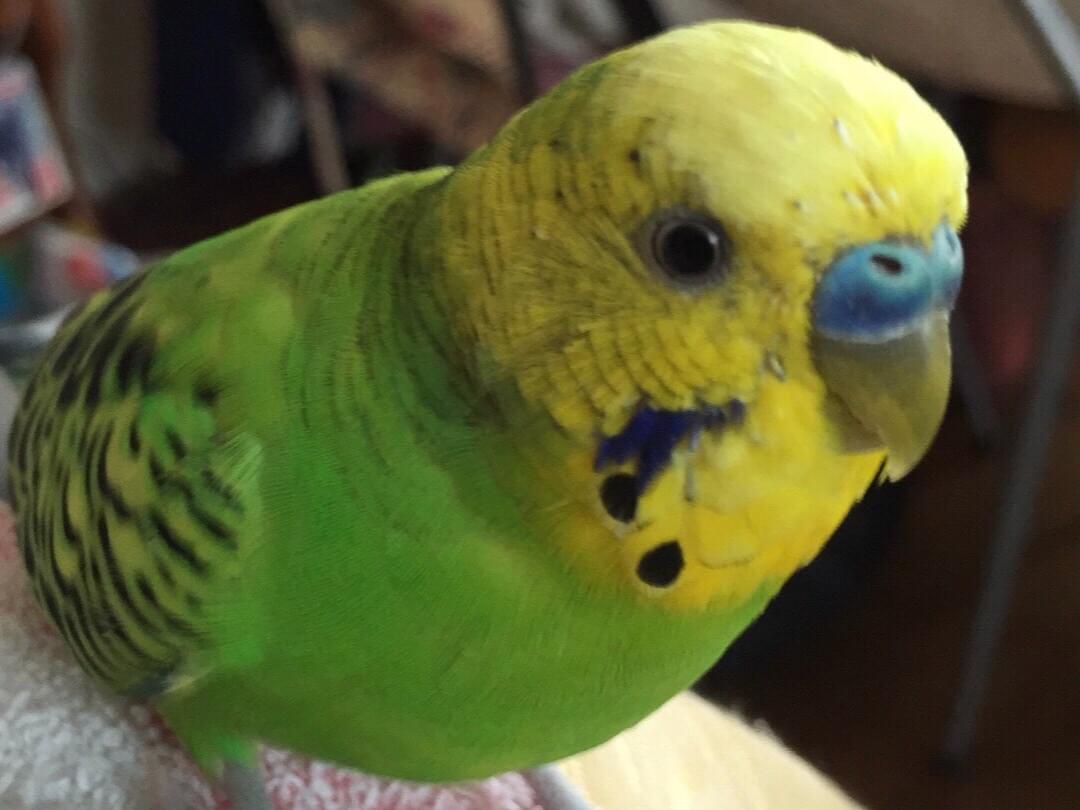 ぴーちゃん ぴーちゃん