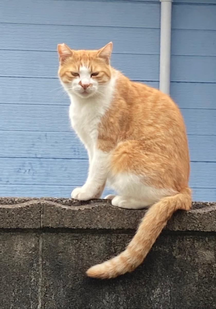 茶白トラの猫を探しています
