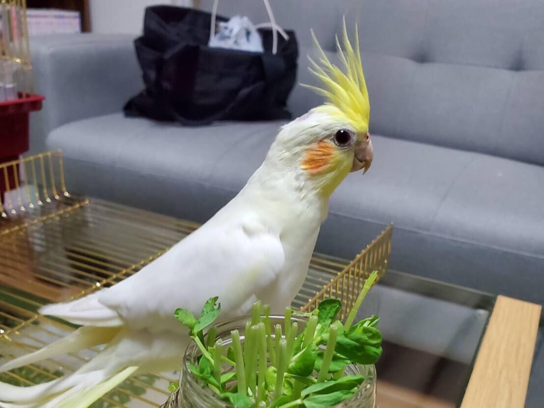 つくねちゃん つくねちゃん