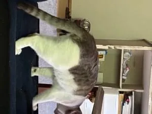 牛頭丸　キジ白とハチワレ 牛頭丸様 専用 キジ白とハチワレ