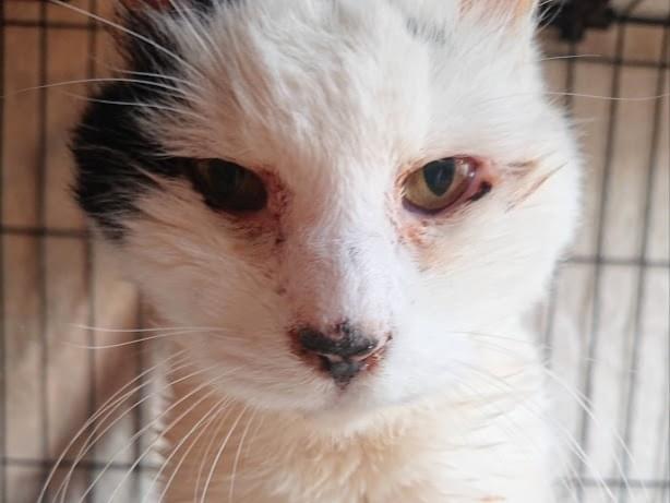保護された猫 保護された猫