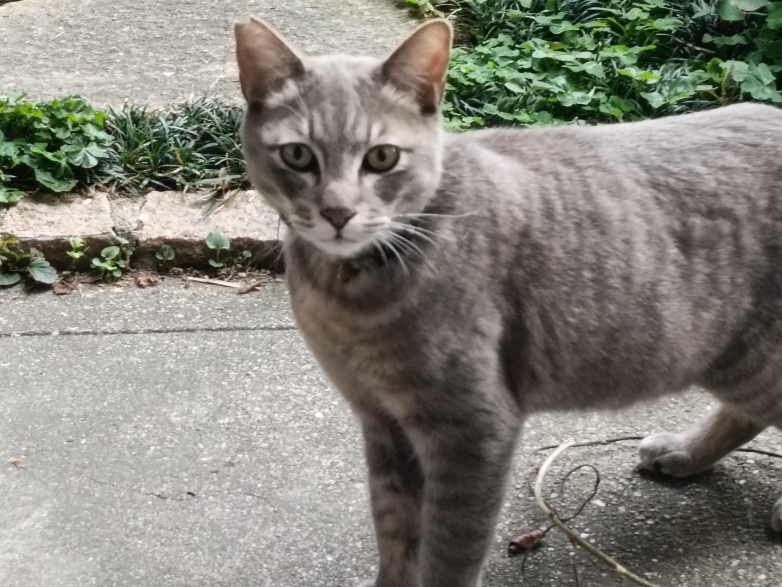 目撃された猫