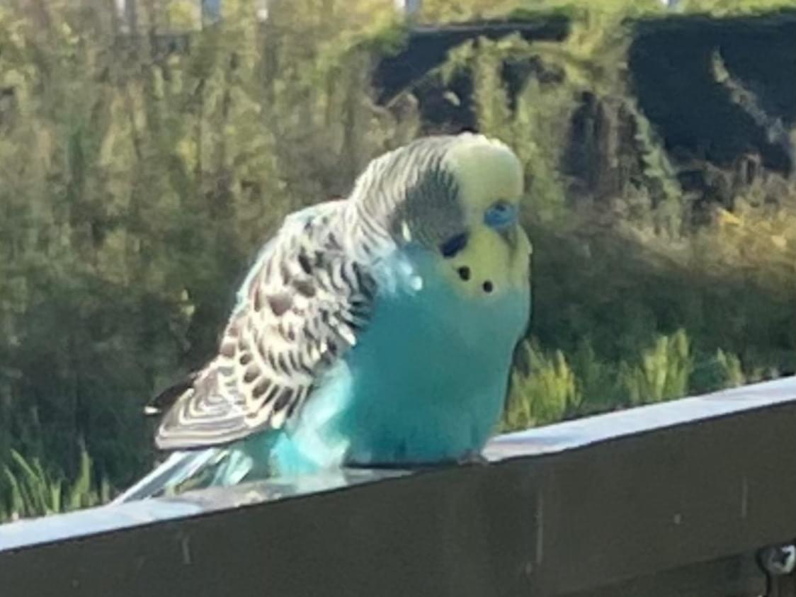 目撃された鳥 目撃された鳥