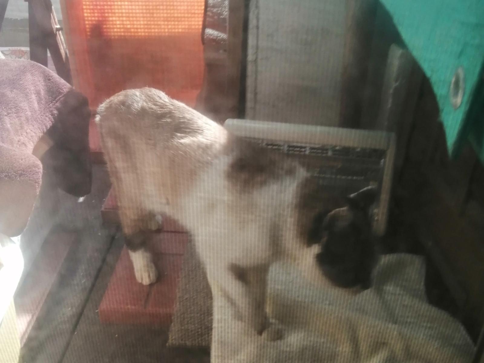 保護された猫 保護された猫